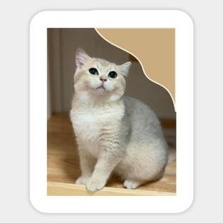 the little cute cats Sticker